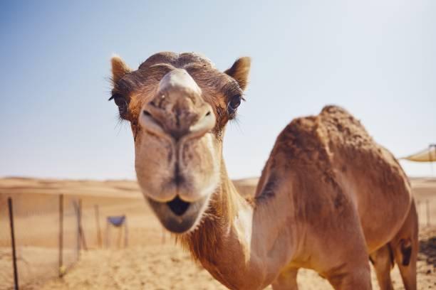 Camel Walk photo 5