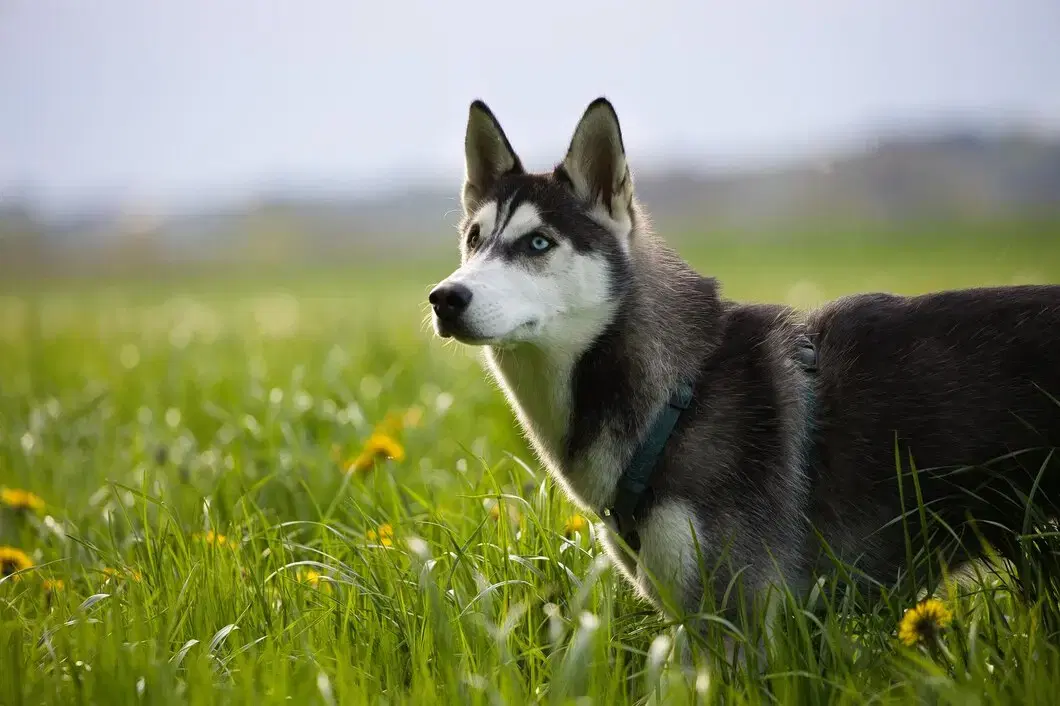 Husky Walk