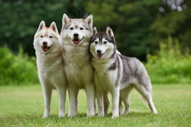 Husky Walk photo 6