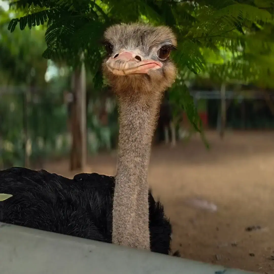 Ostrich Feeding