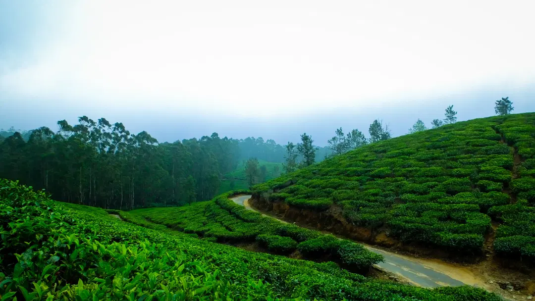 Yelagiri Hills - Image 1